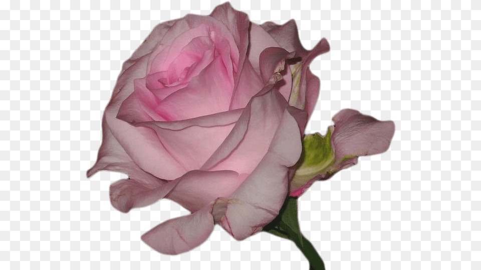 Vaporwave Flower Transparent Download Pink Aesthetic Transparent Overlay, Plant, Rose, Petal Png