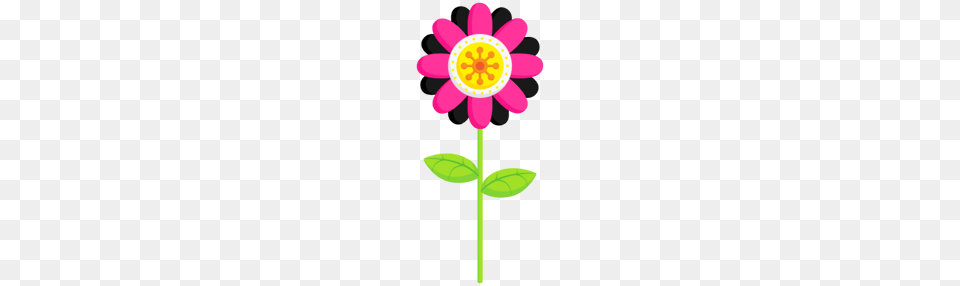 Vaquita De San Antonio Fucsia, Daisy, Flower, Plant, Petal Free Png