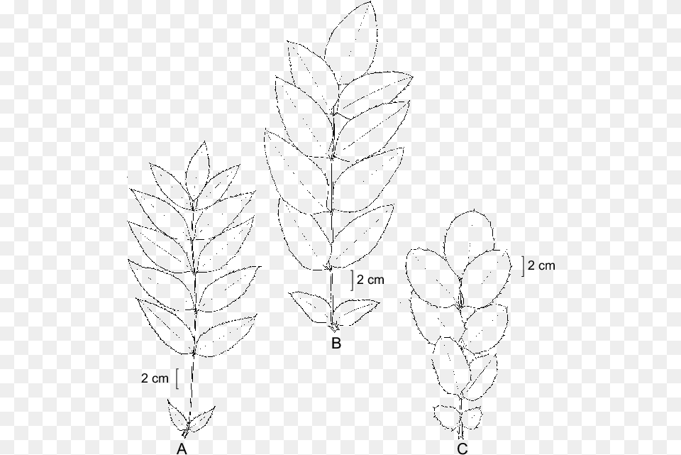 Variacin En Las Hojas De Berberis Hartwegii Benth Sketch, Gray Free Png