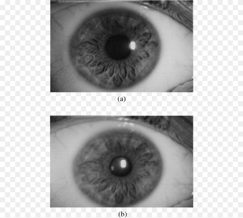 Variation In Pupil Size When The Light Beam Is More Pupil, Art, Collage, Contact Lens, Animal Free Png