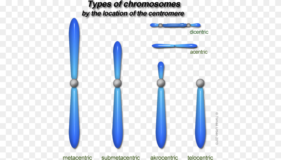Variations In Chromosome Types Of Chromosome On The Basis Of Centromere, Cutlery, Device Free Png Download