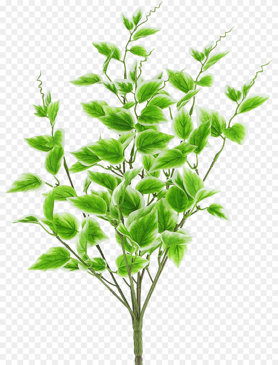 Variegated Vinca Spray Houseplant, Herbal, Herbs, Leaf, Plant Png Image