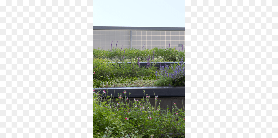 Varieties Including Lavender Asparagus Ferns Grasses Climbing Plants Parking Garage, Plant, Flower, Garden, Outdoors Free Png Download