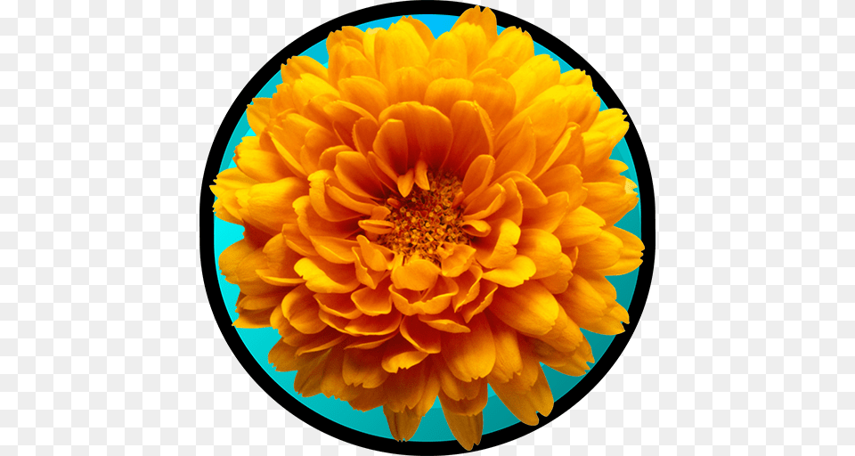 Varieties Of Chrysanthemum Appstore For Android, Dahlia, Daisy, Flower, Petal Free Png