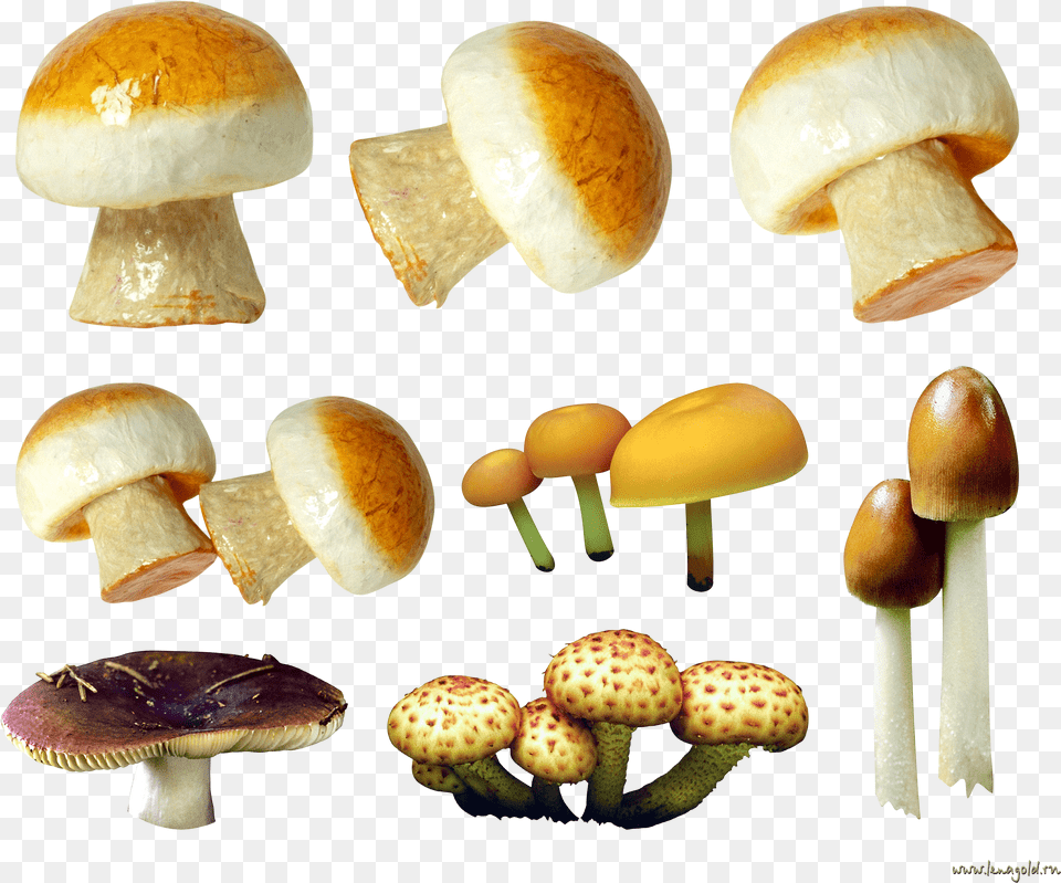 Variety Of Mushrooms Mushroom, Fungus, Plant, Agaric, Amanita Png Image