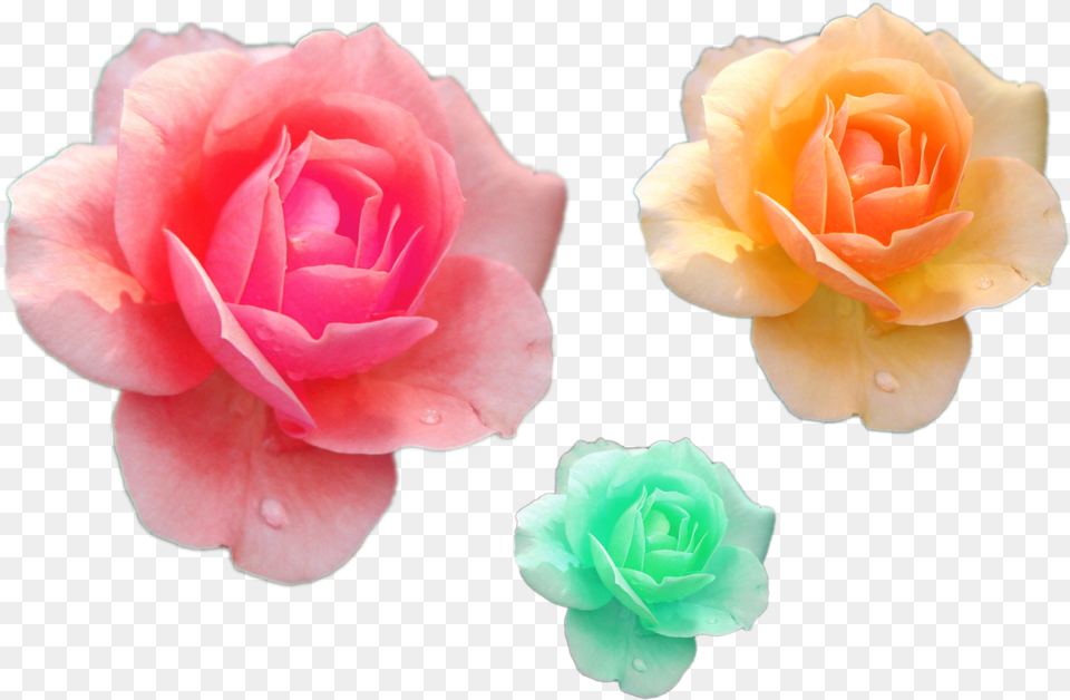 Various Flower Files Pink Yelloow Green Roses Png