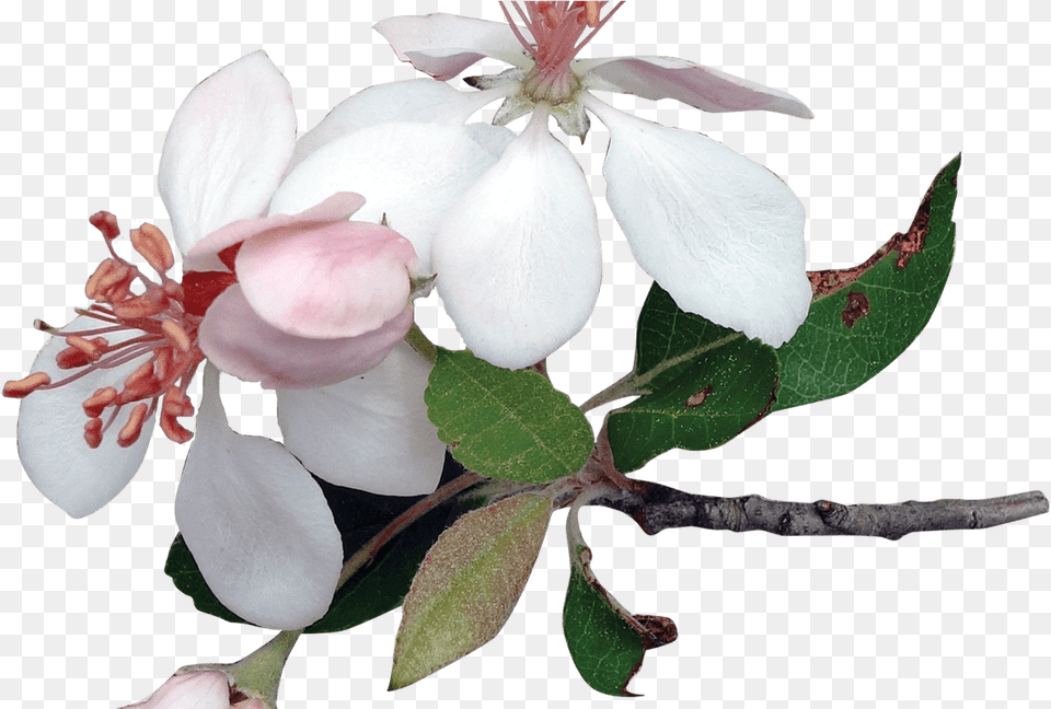 Various Flowers Transparent Images Stickpng Apple Tree Blossoms Transparent, Acanthaceae, Flower, Geranium, Petal Free Png Download