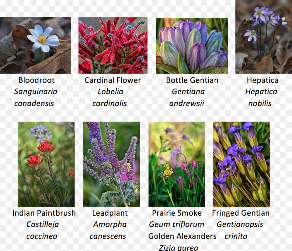 Various Native Wildflowers Native Plants In Iowa, Art, Collage, Flower, Iris Free Png Download