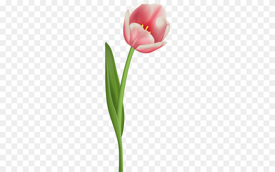 Various Pics Flowers Tulips, Flower, Plant, Tulip Free Png