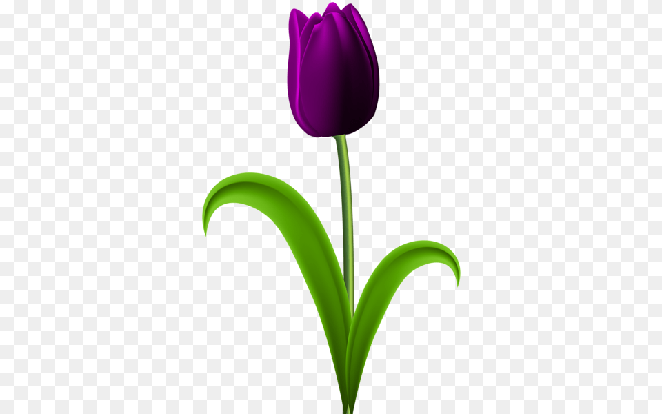 Various Pics In Art Art Images Tulips, Flower, Plant, Tulip Free Png