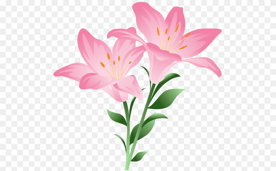 Various Pics Lilium Flowers, Flower, Plant, Anther, Lily Png Image