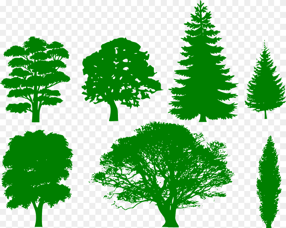 Various Tree Shape Silhouettes Tree Shape, Conifer, Fir, Green, Plant Png Image