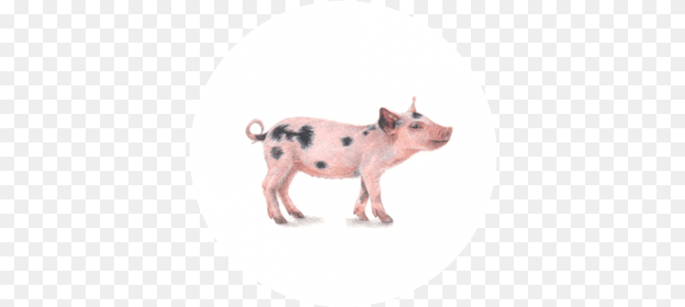 Vark U2013 Paintings For Ants Domestic Pig, Animal, Boar, Hog, Mammal Png Image