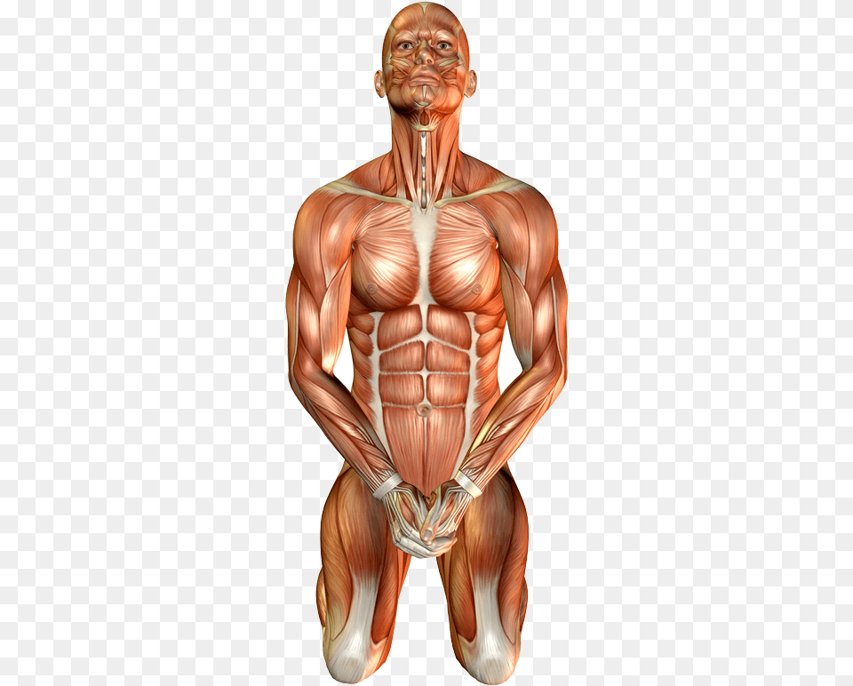 Varma Kalai Points Tamil, Torso, Body Part, Person, Man Free Png