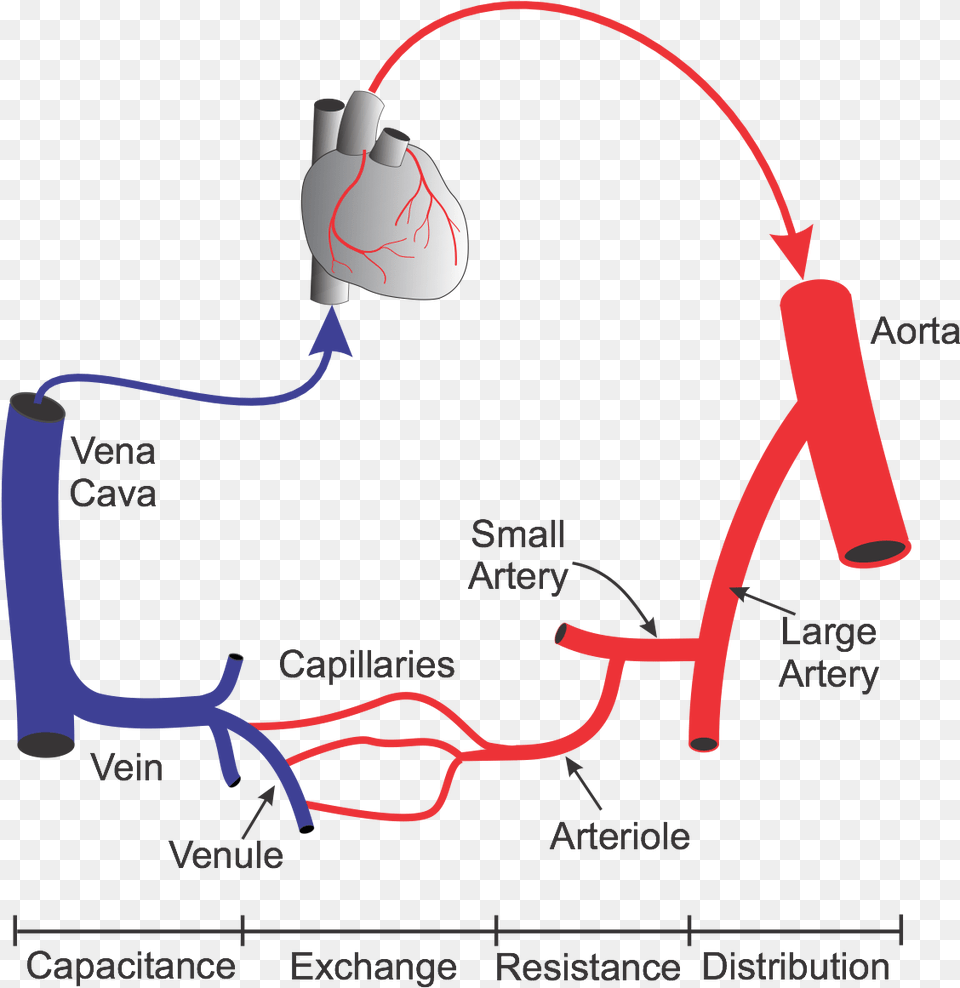 Vascular Network Highway And Circulatory System, Dynamite, Weapon Png Image