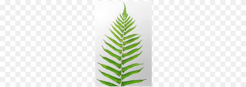 Vascular Plant, Fern, Leaf Free Transparent Png