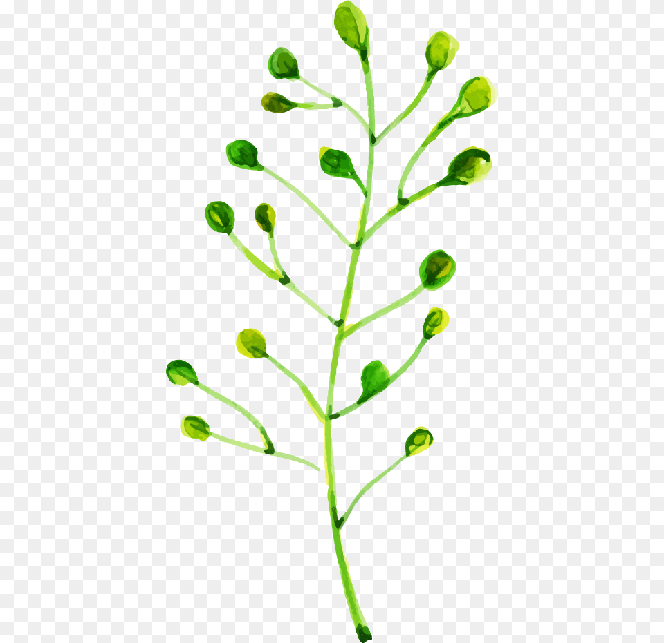 Vascular Plant, Bud, Flower, Herbal, Herbs Free Transparent Png