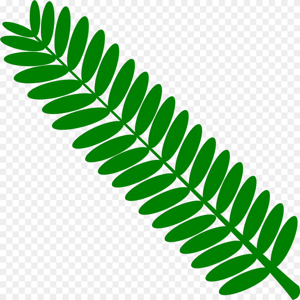 Vascular Plant Clip Art, Green, Leaf, Fern, Flower Free Png Download