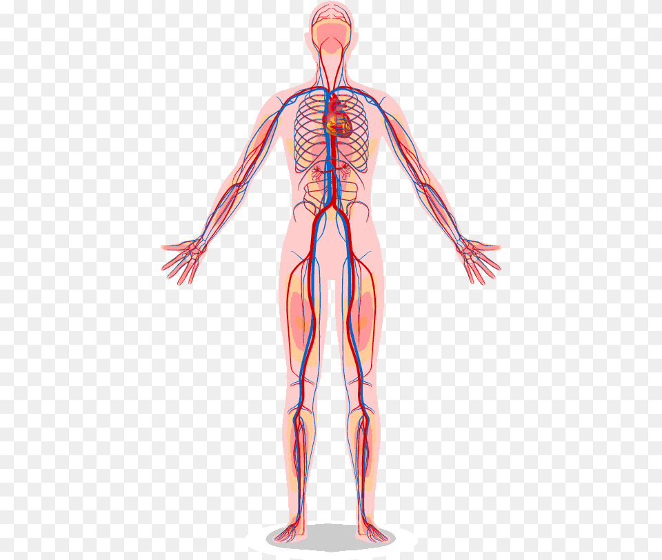 Vascular System Human Heart Body Diagram, Adult, Female, Person, Woman Png Image