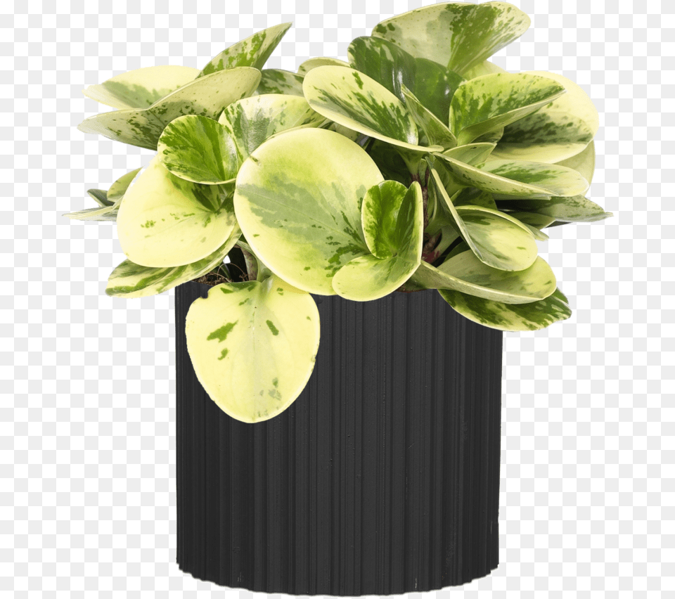 Vase, Jar, Leaf, Plant, Planter Free Png