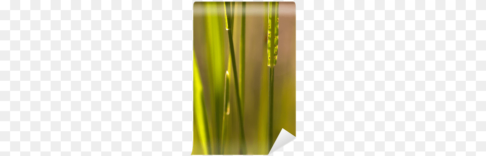 Vase, Grass, Plant, Reed Free Png Download