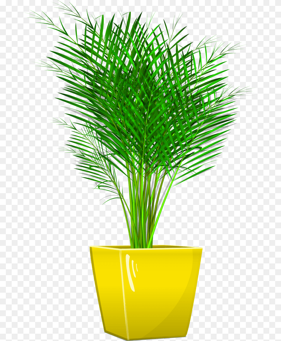Vase, Tree, Palm Tree, Plant, Potted Plant Png