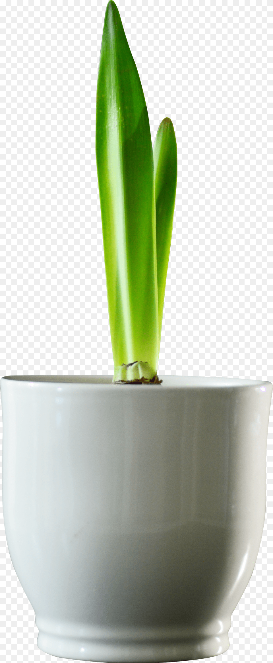 Vase, Bud, Flower, Leaf, Plant Png