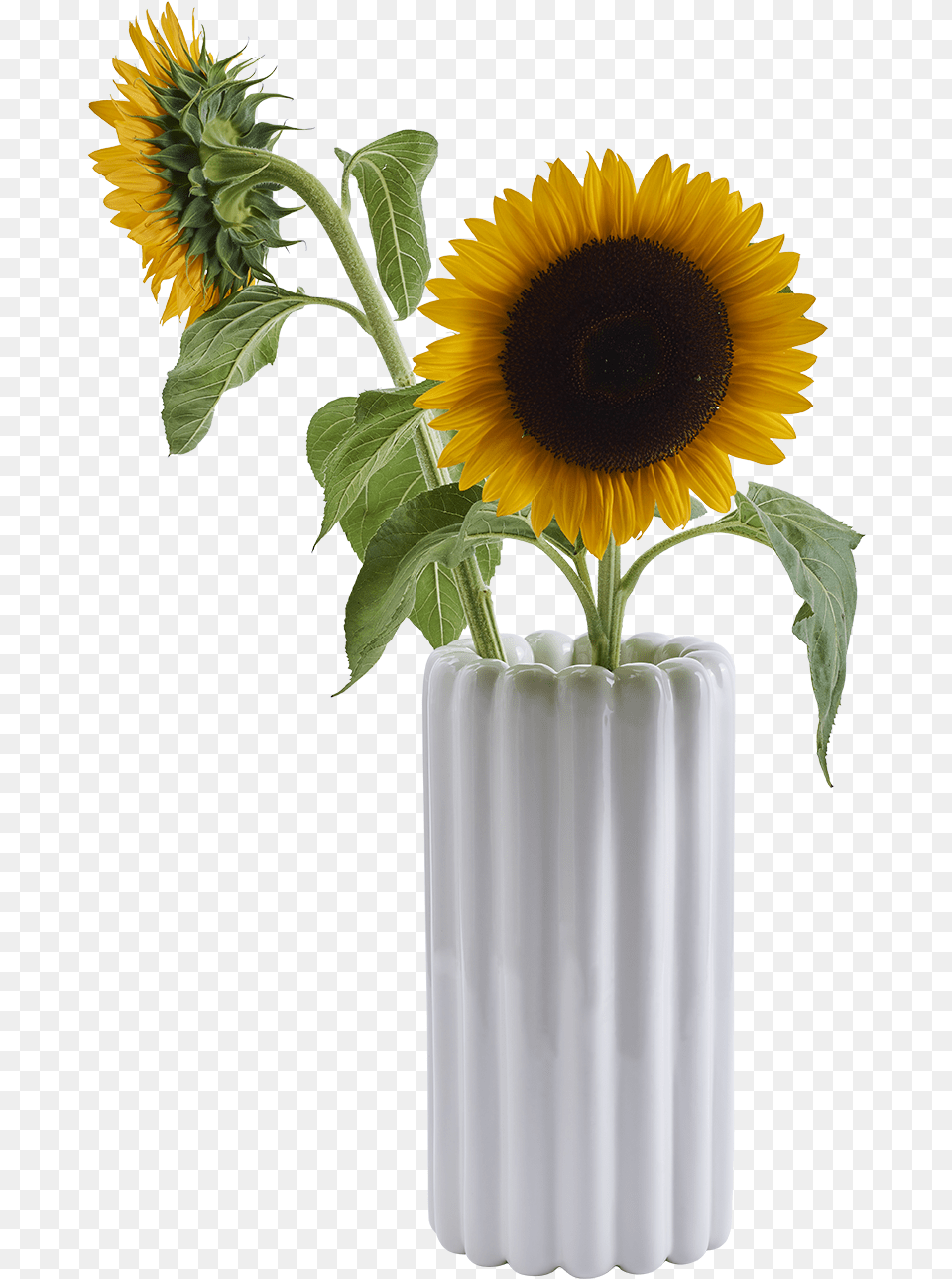 Vase, Flower, Flower Arrangement, Jar, Plant Png Image