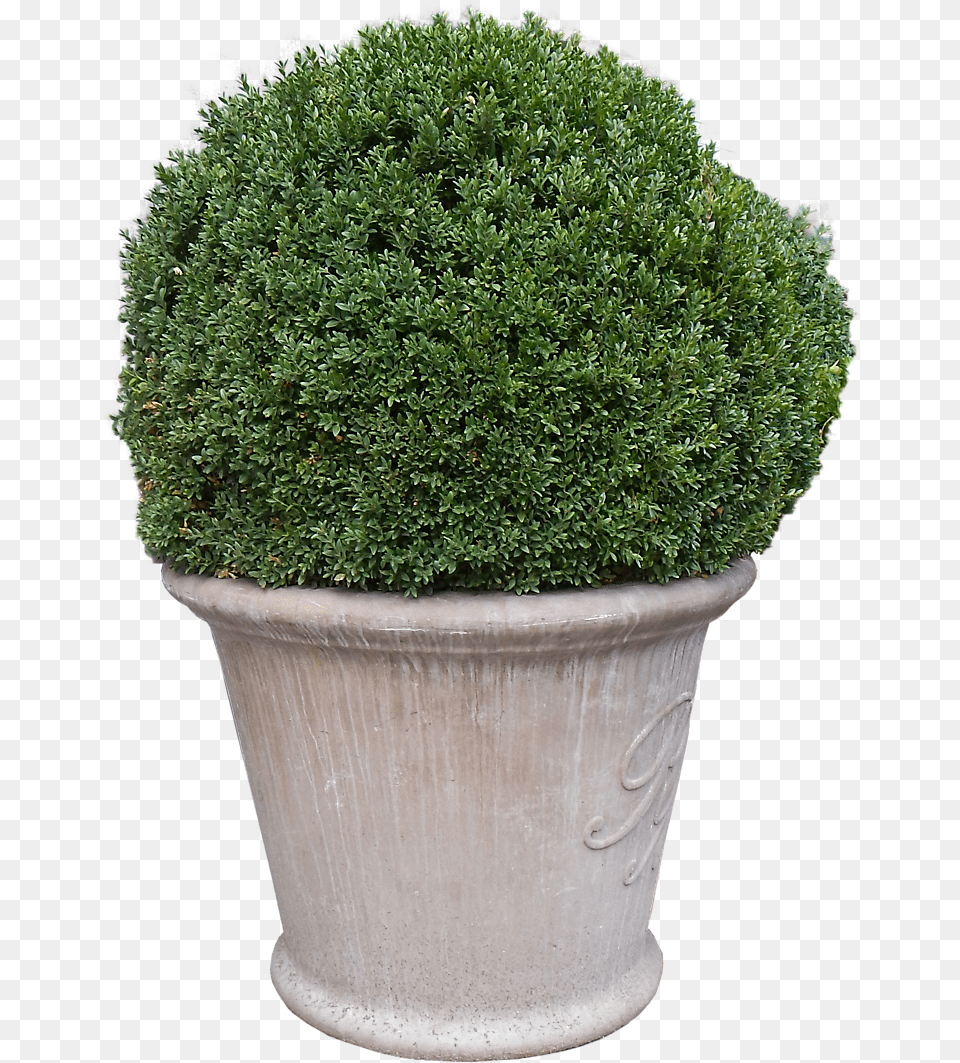 Vase Images Big Vase Flower, Plant, Potted Plant, Vegetation, Pottery Png Image