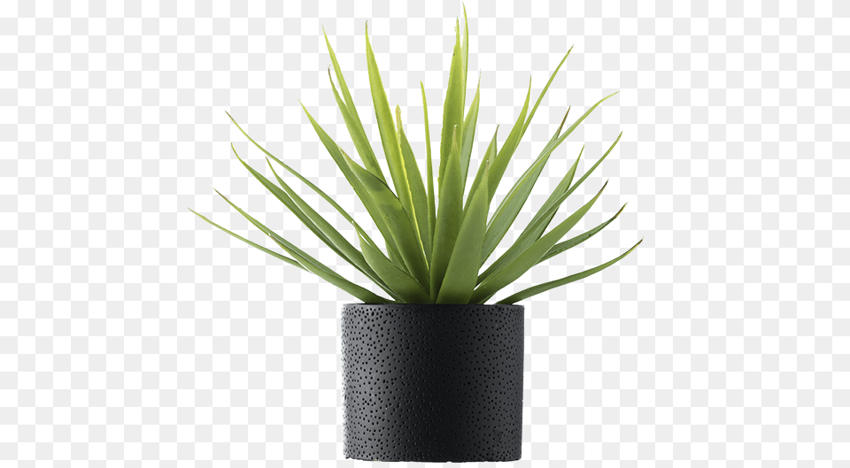 Vase Vector Office Plant Vase Plant, Aloe, Potted Plant Png