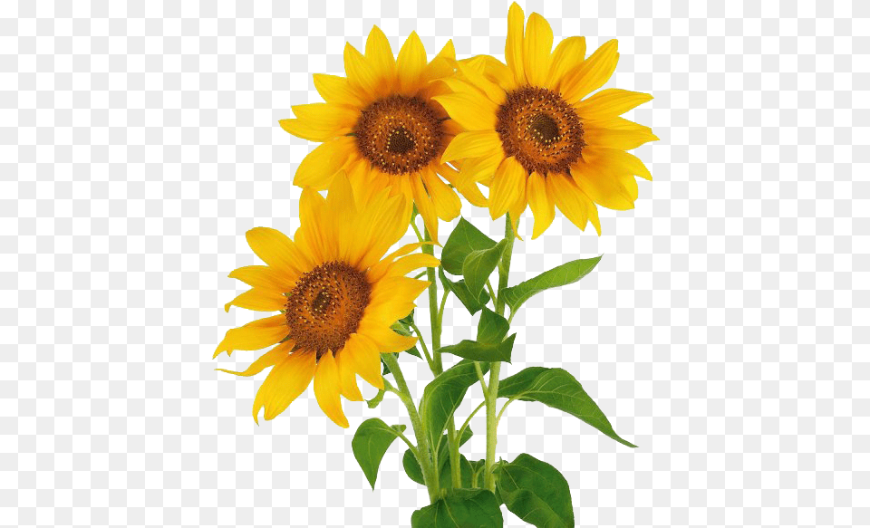 Vase With Three Sunflowers U0026 Free Natural Flowers Hd, Flower, Plant, Sunflower Png Image