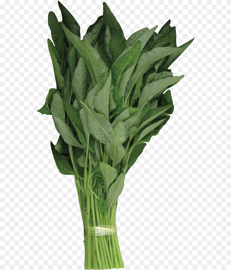 Vases Green Leaves, Plant, Food, Produce, Leaf Png
