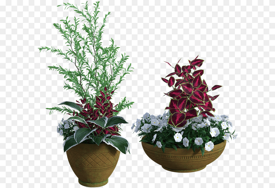Vasi Piante Esterno 3d Flower, Flower Arrangement, Potted Plant, Plant Free Png Download