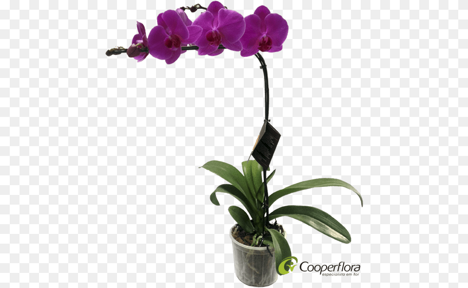 Vaso Orquidea Phalaenopsis, Flower, Orchid, Plant, Flower Arrangement Png Image