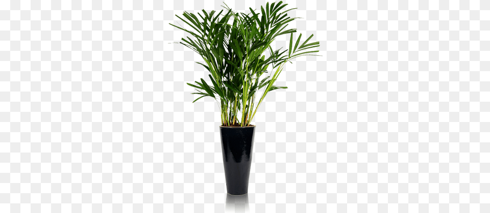 Vasos De Plantas Porta Adesivo Escritorio, Palm Tree, Plant, Potted Plant, Tree Free Png