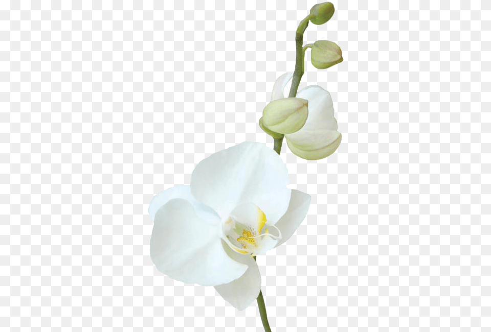 Vavasseur Fleur Caring For Your Flowers Moth Orchid, Flower, Plant, Person Png