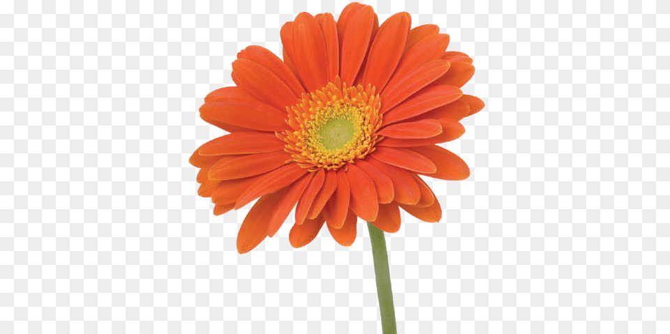 Vavasseur Fleur Caring For Your Flowers Orange Flower On Stem, Daisy, Petal, Plant, Anther Free Png