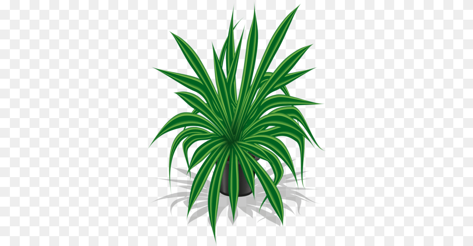 Vazy S Tcvetami Bukety Clip Art, Leaf, Plant, Aloe Png Image