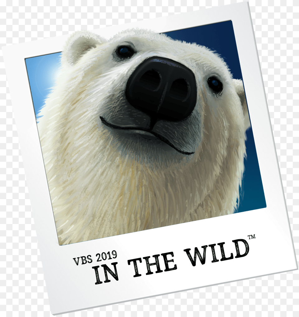 Vbs In The Wild 2019, Animal, Bear, Mammal, Wildlife Png