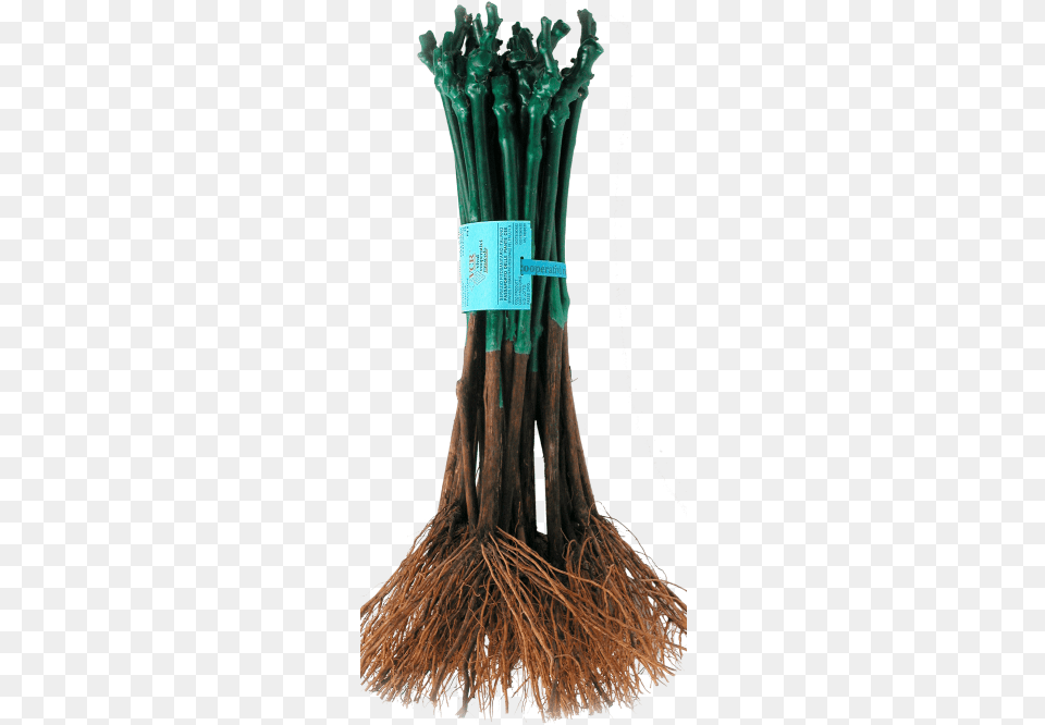 Vcr Agromillora Desert Palm, Plant, Root Png