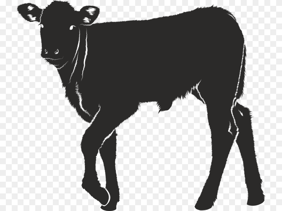 Veal Silhouette Black Isolated Calf Svg File, Animal, Cattle, Cow, Livestock Free Png Download