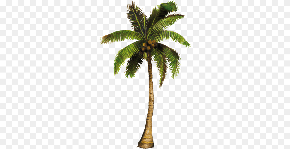 Vecinos Verdes Coconut Tree Animated Gif, Palm Tree, Plant, Food, Fruit Png Image