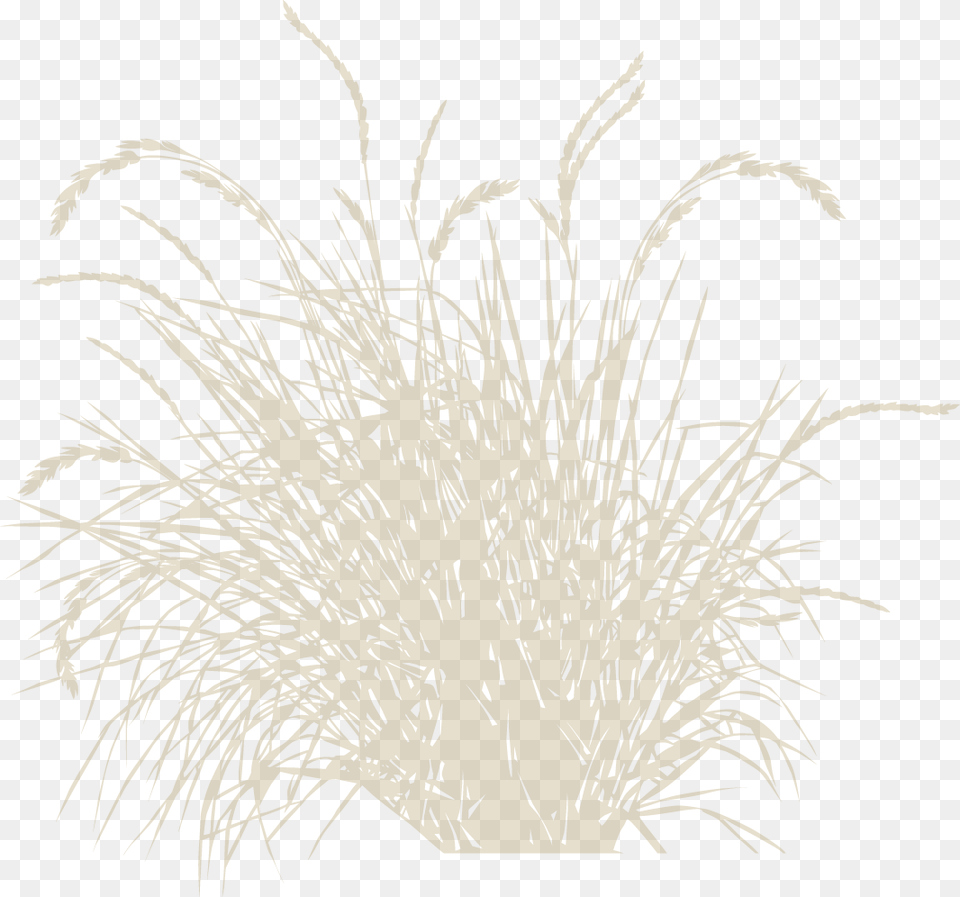 Vector, Grass, Plant, Vegetation, Agropyron Free Png