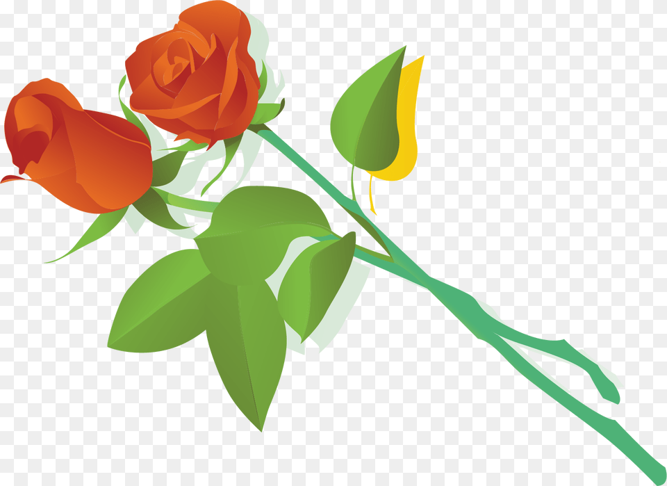 Vector, Flower, Plant, Rose, Bonfire Free Transparent Png
