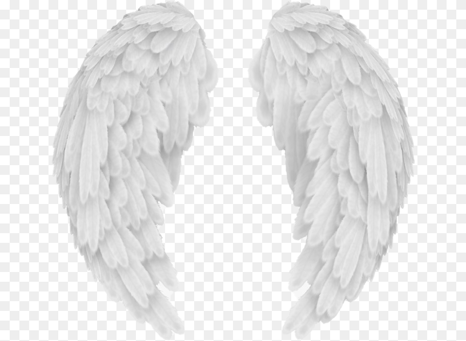 Vector Angel Wings Image Background Angel Wings, Animal, Bird Free Transparent Png