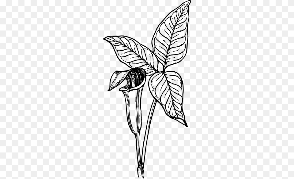 Vector Arum Clip Art Clipart Sequel Clip, Drawing, Leaf, Plant, Animal Free Transparent Png