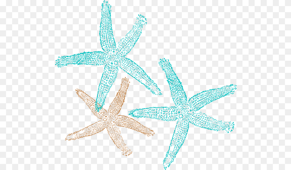 Vector Background Vector Starfish, Animal, Invertebrate, Sea Life, Spider Free Png Download