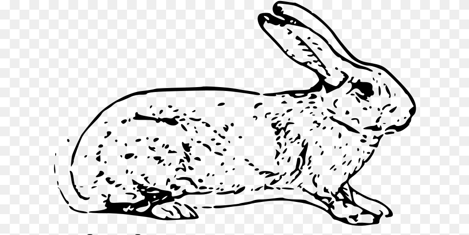 Vector Belgian Rabbit White Rabbit Copyright, Gray Free Transparent Png