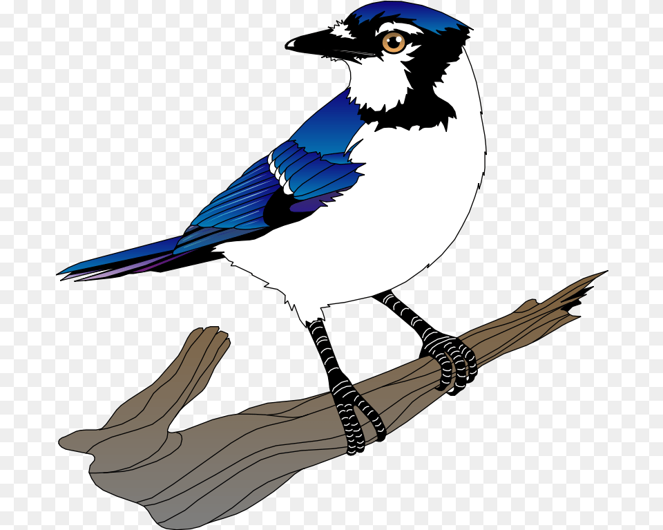 Vector Bird Blue Jay Clipart, Animal, Blue Jay, Bluebird Free Transparent Png