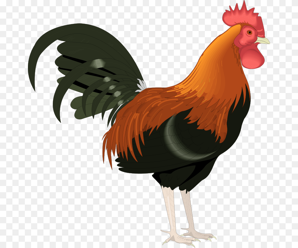 Vector Bird Rooster Clipart, Animal, Chicken, Fowl, Poultry Png Image